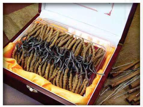 沈河冬虫夏草回收